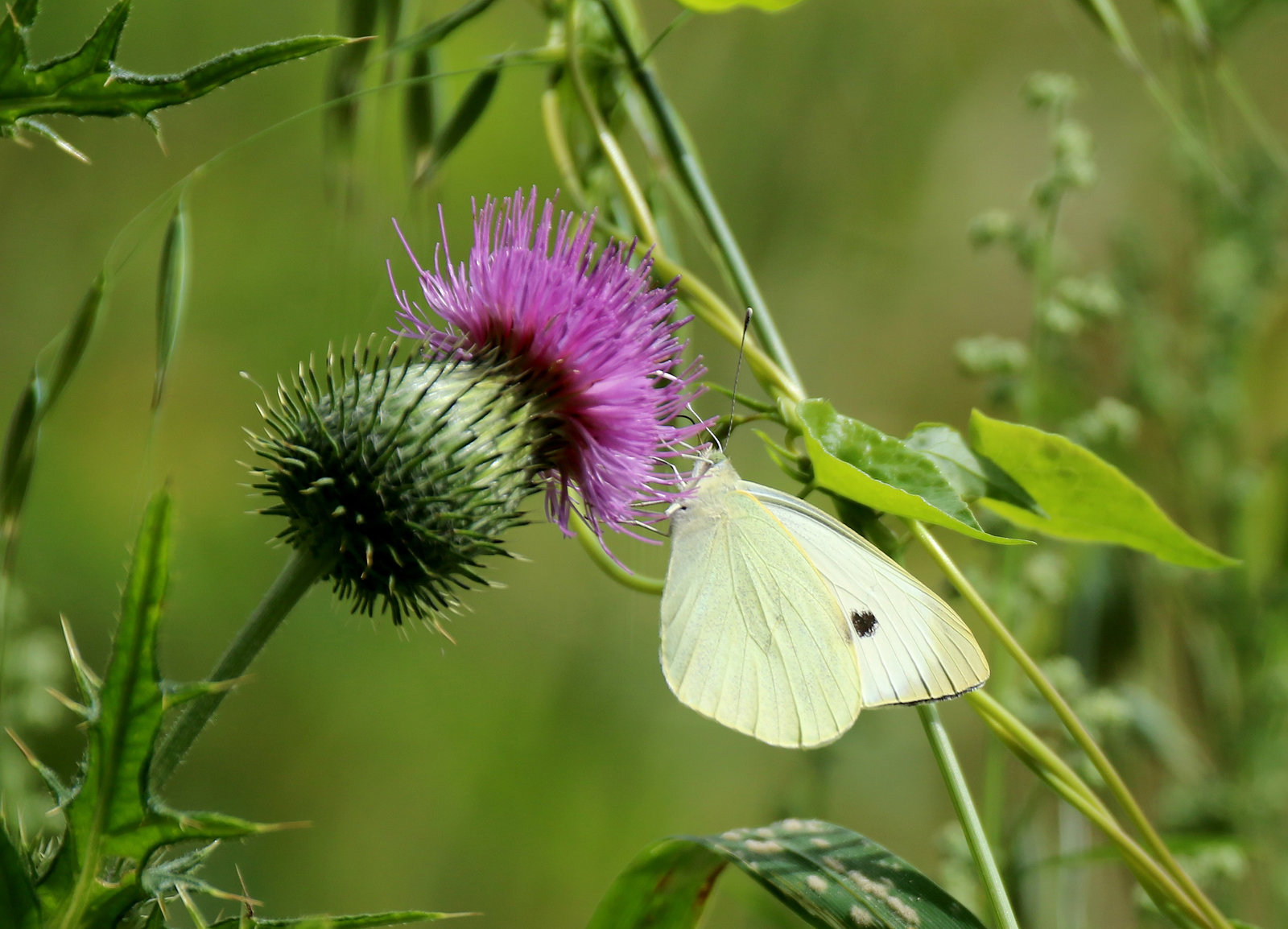 quand chardon rime avec papillon .....