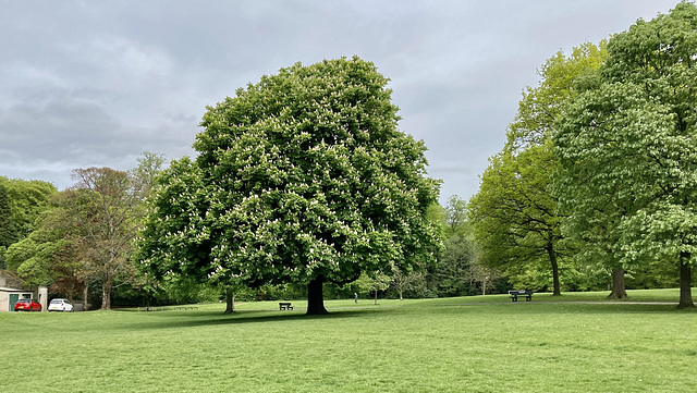 Horse Chestnut in full bloom