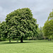 Horse Chestnut in full bloom