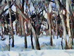 January woods