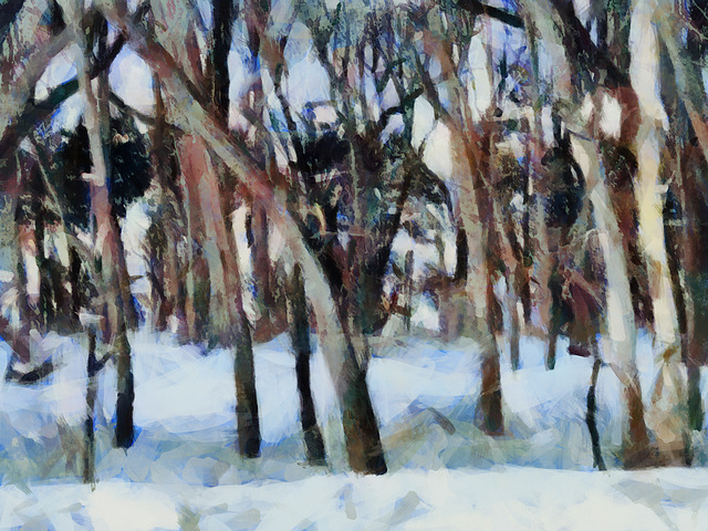 January woods