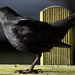 Blackbird garden visitor