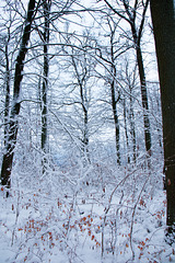 IMG 9333-FHD