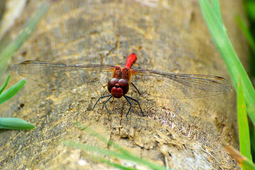 Ruddy Darter m (Sympetrum sanguinem) 05