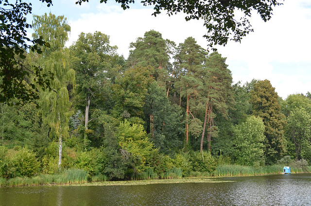 Тростянецкий дендропарк, Березы, сосны, камыши / Trostyanets arboretum, Birches, pines, reeds