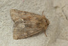 Moth IMG_5455