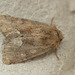 Moth IMG_5455
