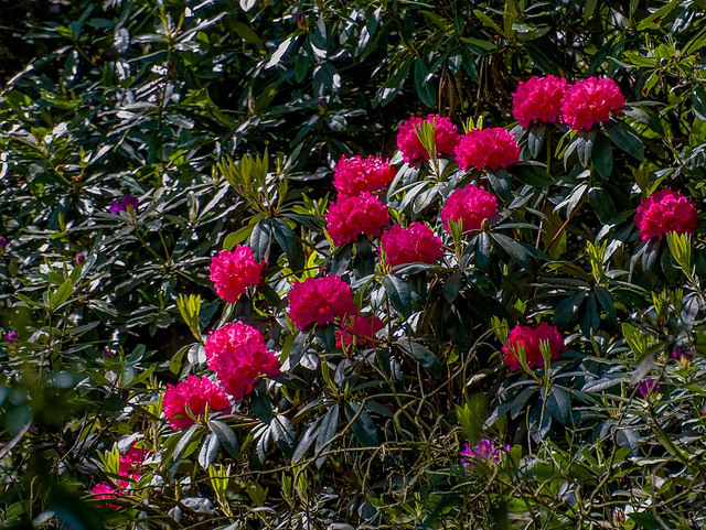 Rhodedendrons, Royden Park