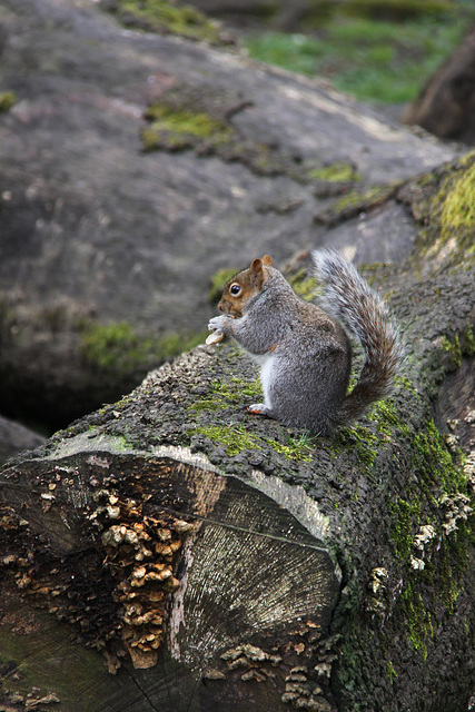 Squirrel action