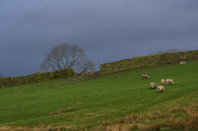 ipernity: Dry stone wall work at Blackshaw Farm - by Colin Ashcroft