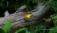 Petite fleur jaune