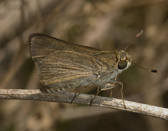 IMG 2584 Butterfly-1