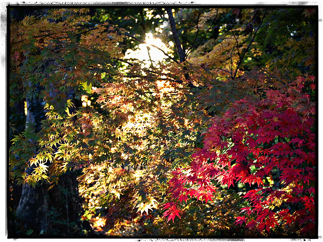 Autumn light in a thicket