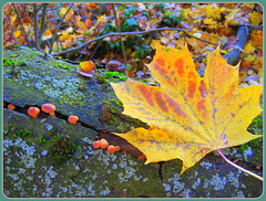 313/365 - Blätter und Pilze