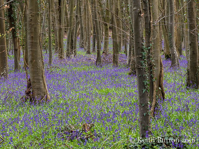 bluebell woods 2 of 4