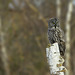 Chouette Lapone - Great Gray Owl
