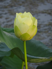 American lotus (Nelumbo lutea)