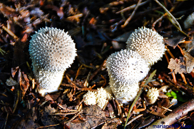 Flaschen-Stäubling (Lycoperdon perlatum)