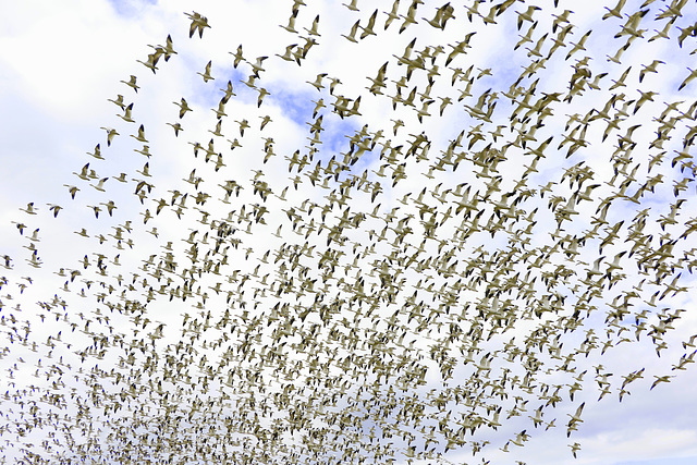 Snow Geese