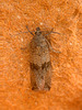 Moth IMG_5420