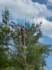 Kirsten at work on the Scots Pine