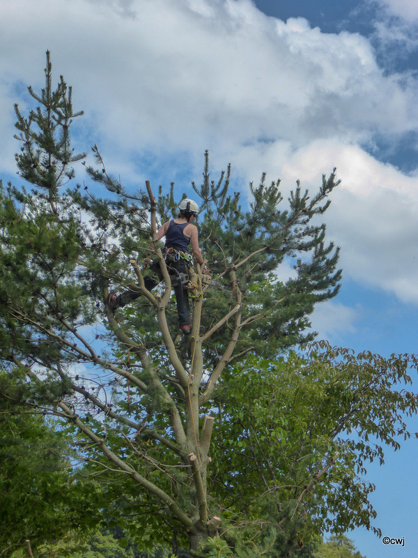 Kirsten at work on the Scots Pine