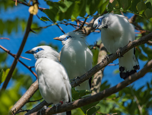 Bali starlings