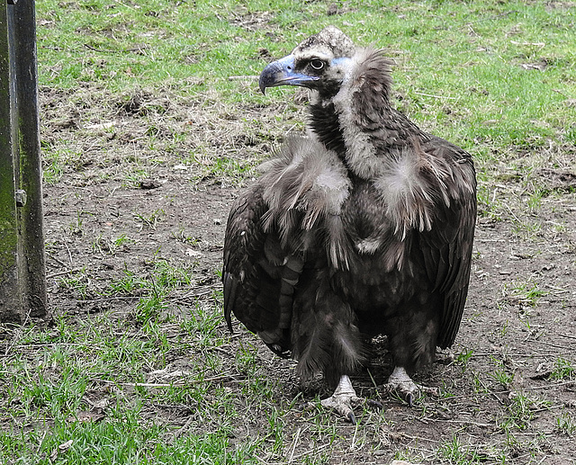 20200301 6543CPw [D~MS] Mönchsgeier, Zoo,  Münster