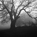 Oak.