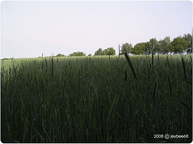 Grünes Korn / Green corn