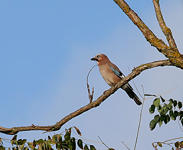 L'observateur