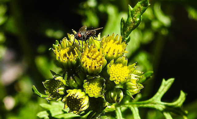 20230707 1612CP [D~LIP] Jakobs-Greiskraut (Jacobaea vulgaris), Fliege, Bad Salzuflen