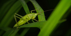 Die Große Schiefkopfschrecke (Ruspolia nitidula) ist vorbei gesprungen :)) The large slanting-headed grasshopper (Ruspolia nitidula) jumped past :)) La grande sauterelle à tête inclinée (Ruspolia nitidula) a sauté :))