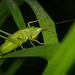 Die Große Schiefkopfschrecke (Ruspolia nitidula) ist vorbei gesprungen :)) The large slanting-headed grasshopper (Ruspolia nitidula) jumped past :)) La grande sauterelle à tête inclinée (Ruspolia nitidula) a sauté :))