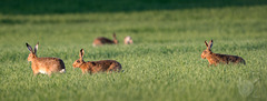 Hares