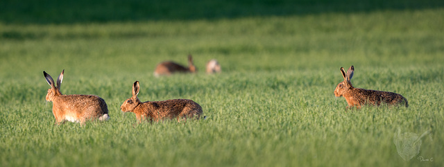 Hares Hares