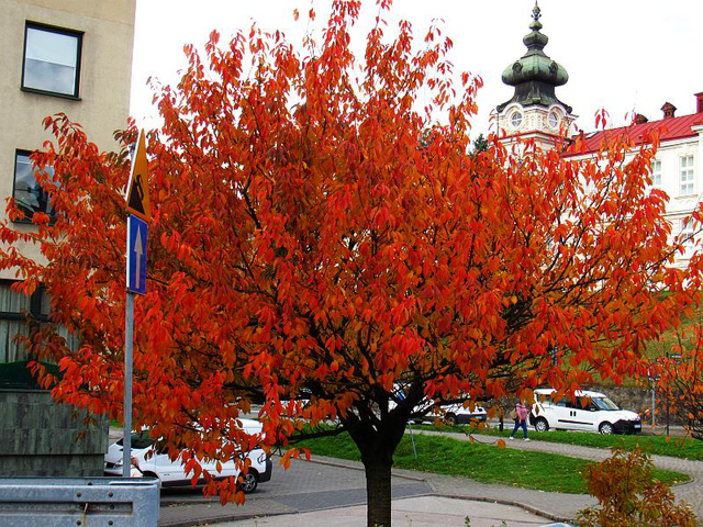 Auxtuno 2025 Auxtuno 2025