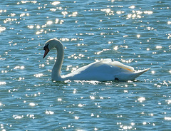 Schwan