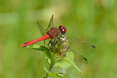 Ruddy Darter m (Sympetrum sanguinem) 07