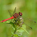 Ruddy Darter m (Sympetrum sanguinem) 07