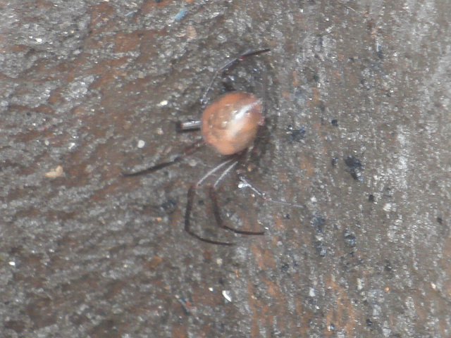 'orrible spider walking around the drain