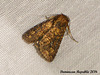 DR010 Perigea xanthioides (Red Groundling Moth)