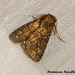 DR010 Perigea xanthioides (Red Groundling Moth)