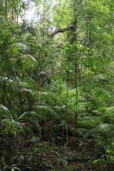 Jindalba Rainforest