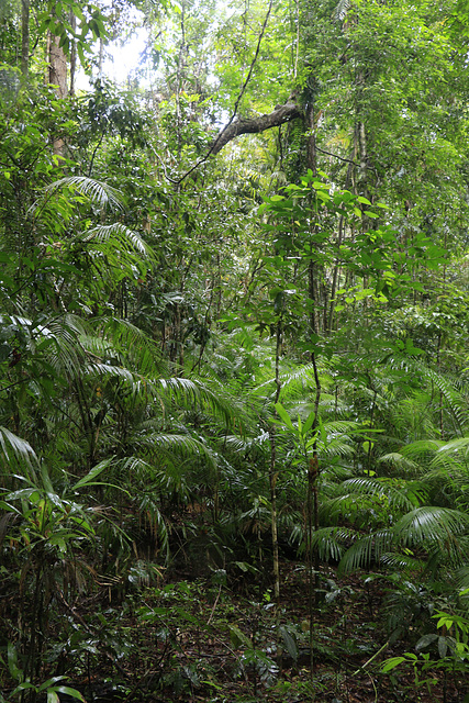 Jindalba Rainforest