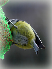 Froufrous ...Dessous de mésange bleue