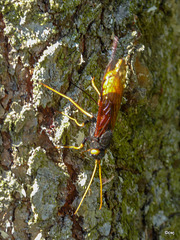 Gigantic Wood Wasp