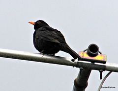 Blackbird.