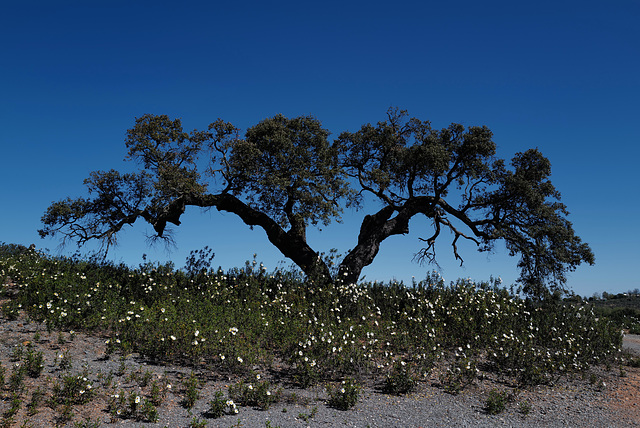 Azinheira, Quercus ilex