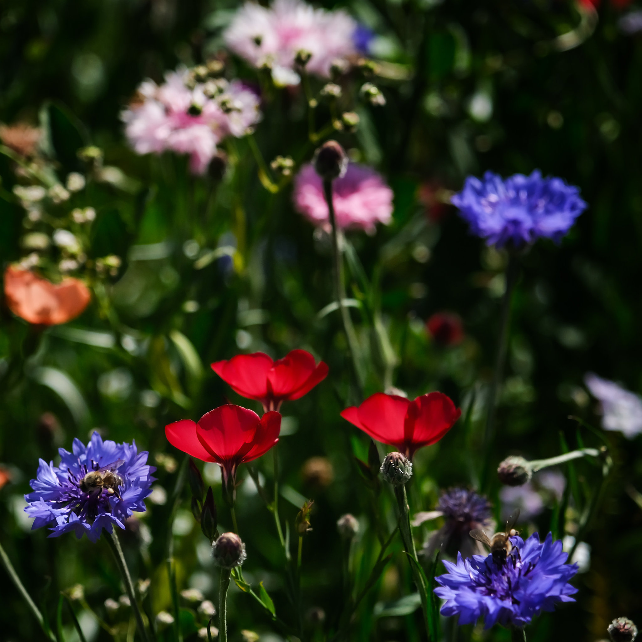 Feldblumenwiese 4/9